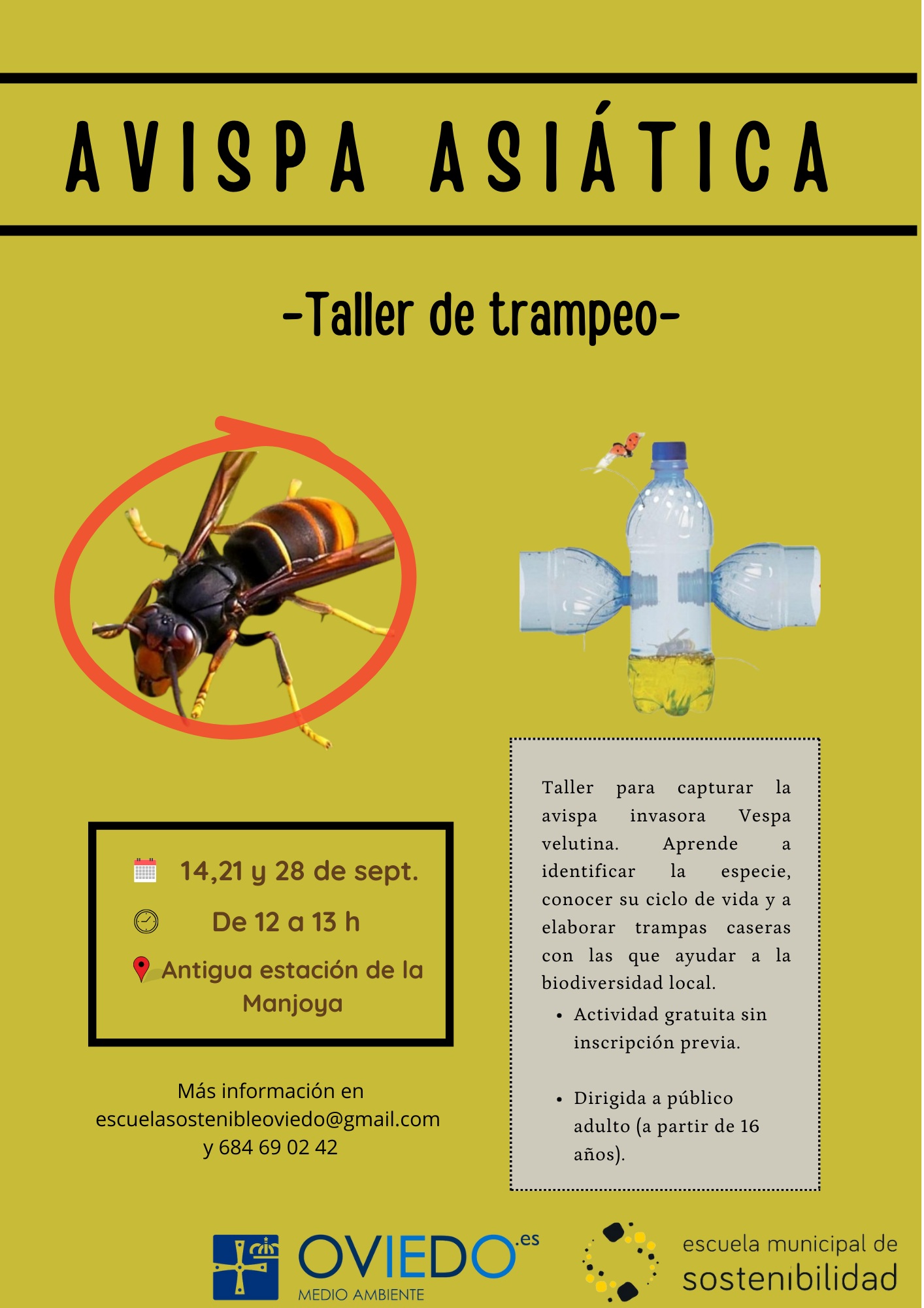 Taller de captura de avispas asiáticas